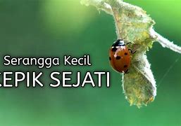 Image result for Kepik Sejati