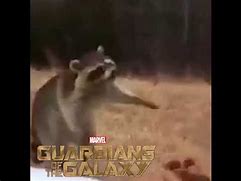 Image result for Rocket From Guardians of the Galaxy Memes