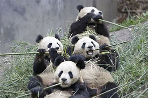 Image result for Cute Panda Bear Eating Bamboo