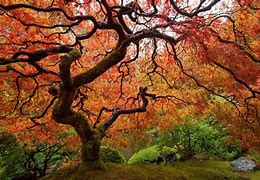 Image result for Gothic Tree Species