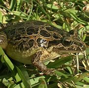 Image result for Painted Toad