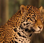 Image result for Wild Animal Jaguar