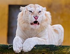 Image result for �liger