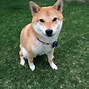 Image result for Swaggy Doge Meme