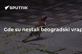 Image result for Nestali Srbija