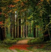Image result for Netherlands Forest Wallpapers
