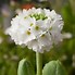 Primula denticulata Alba 的图像结果