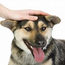 Image result for Hand Petting Dog Meme