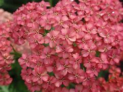 Image result for ACHILLEA APRICOT BEAUTY