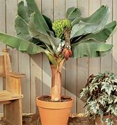 Image result for Dwarf Banana Tree Plant