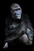 Image result for Female Gorilla