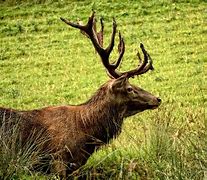 Image result for Deer Mandible