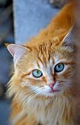 Image result for Orange and White Long Haired Cat