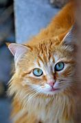 Image result for Orange and White Cat Blue Eyes