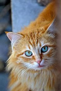 Image result for Orange Cat Blue Eyes