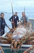 Image result for Largest Lobster Ever