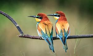 Image result for European Bee-Eaters Birds