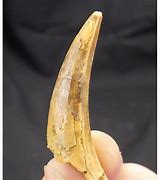 Image result for Cretaceous Crocodile Teeth