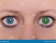 Image result for Black Cat Heterochromia