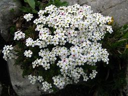 Image result for Androsace villosa subsp. taurica