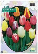 Tulipa Roodkapje 的图像结果