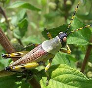 Image result for Elegant Grasshopper