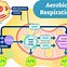 Image result for Cellular Respiration Meaning