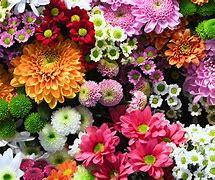 Image result for Gold Color Flowers