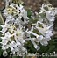 Image result for Corydalis solida White Swallow