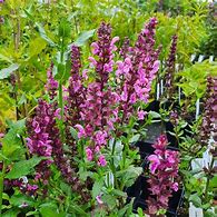 Salvia nemorosa Pink Friesland (r) എന്നതിനുള്ള ഇമേജ് ഫലം