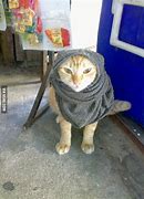 Image result for Islamic Cat Meme