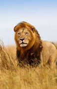 Image result for Kenya Lion Safari