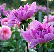 Image result for dhalia