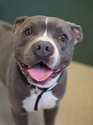 Image result for American Pit Bull Terrier Bufg