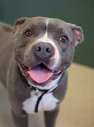 Image result for Pit Bull Grey