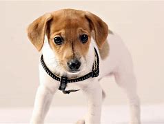 Image result for Adorable Dog Face