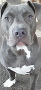 Image result for Blue Pit Bull Terrier