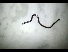 Image result for Black Mamba Snake Baby