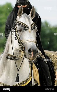 Image result for Arabian Horse Bridle