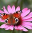 Image result for Computer Wallpaper Butterflies