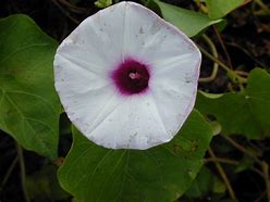Image result for Ipomoea Nepalensis
