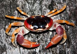 Image result for Crabby People
