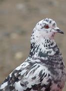 Image result for Pigeon 8 Sets