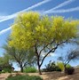 Image result for Desert Trees for Landscaping