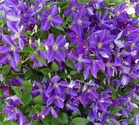 Image result for Purple Clematis Flower