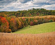 Image result for Rolling Hills of Fall Trees