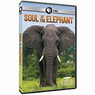 Image result for PBS Nature Animal DVD