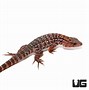 Image result for Baby Tegu