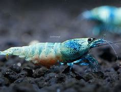 Image result for Blue Bee Shrimp