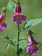 Image result for Rehmannia henryi